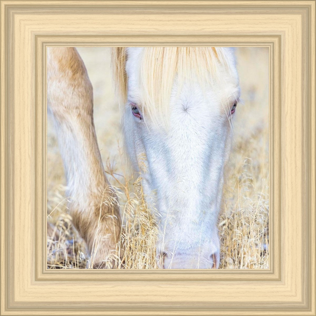 Dry Grass