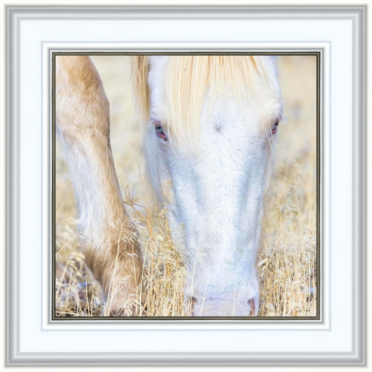 Dry Grass