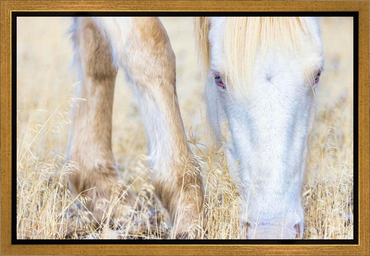 Dry Grass Gallery Wrap