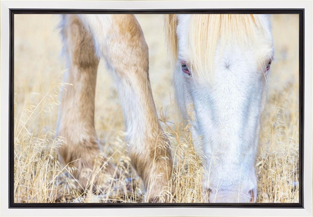 Dry Grass Gallery Wrap