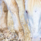 Dry Grass