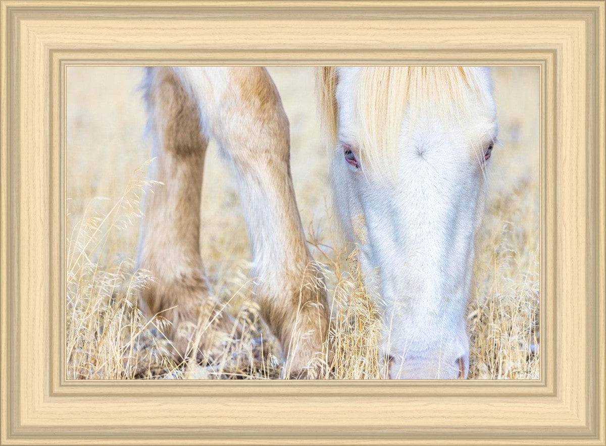 Dry Grass