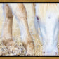 Dry Grass