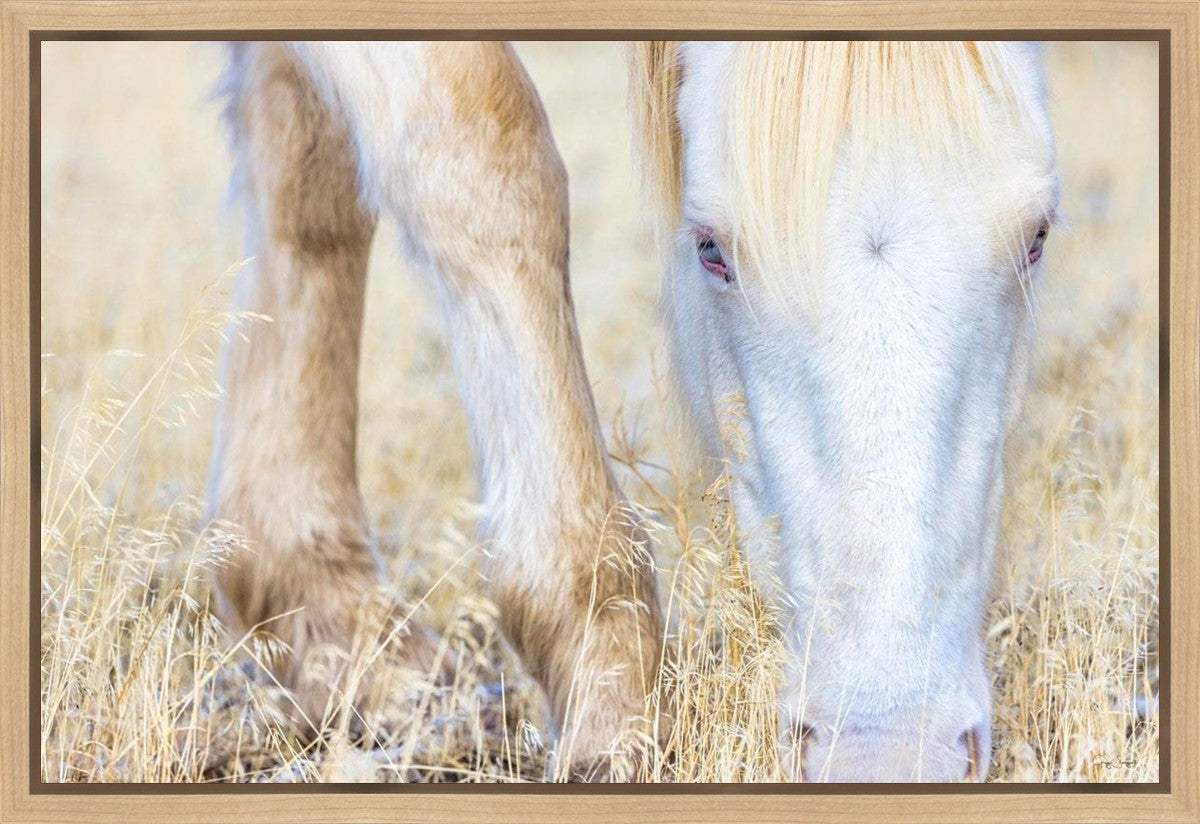 Dry Grass Gallery Wrap