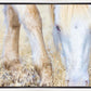 Dry Grass