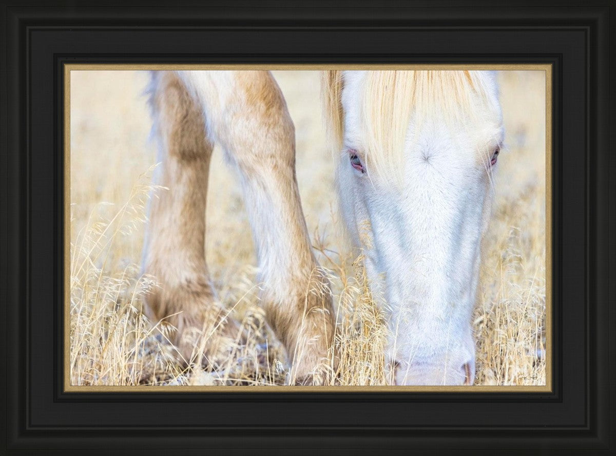 Dry Grass