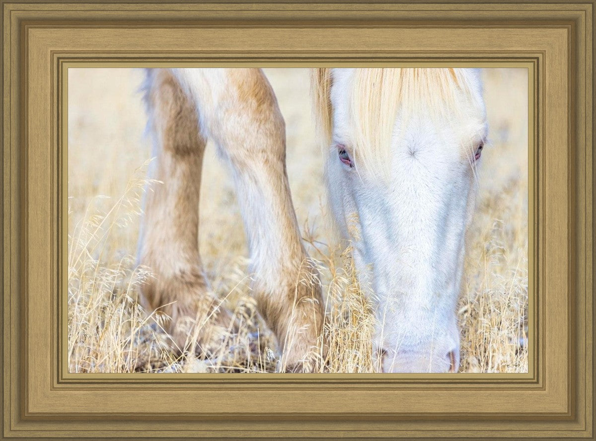 Dry Grass