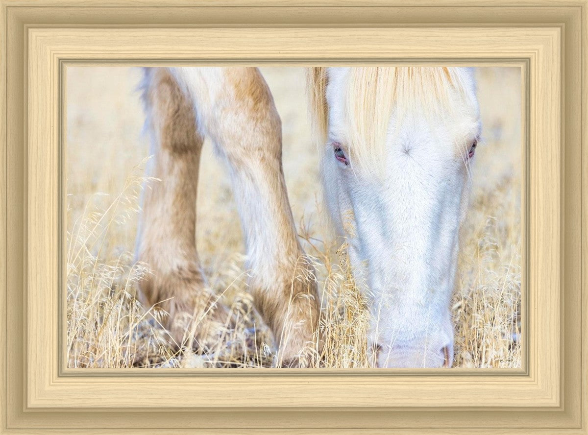 Dry Grass