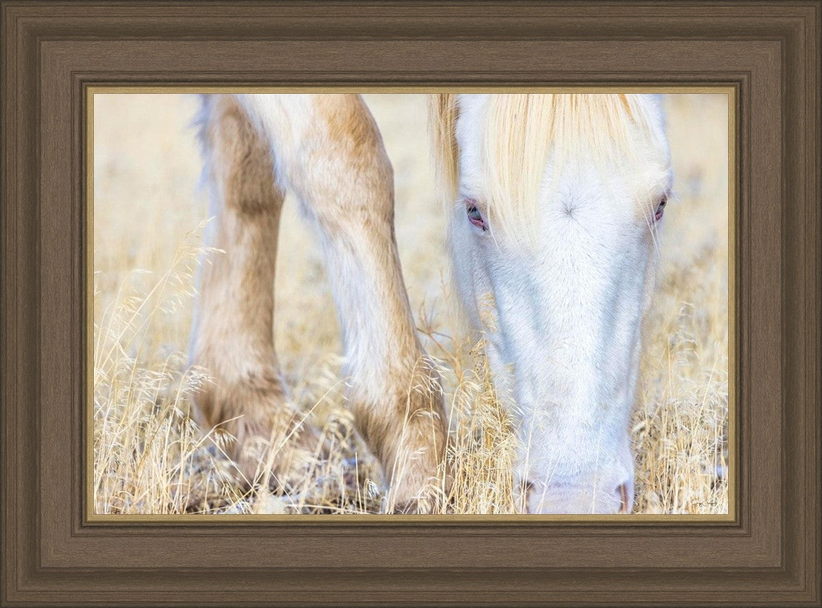 Dry Grass