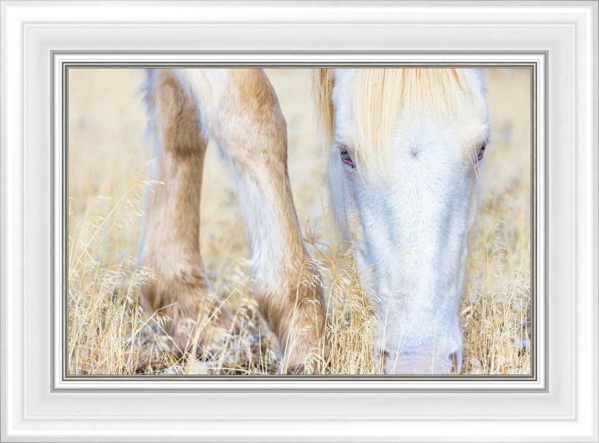 Dry Grass
