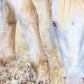 Dry Grass