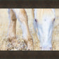 Dry Grass