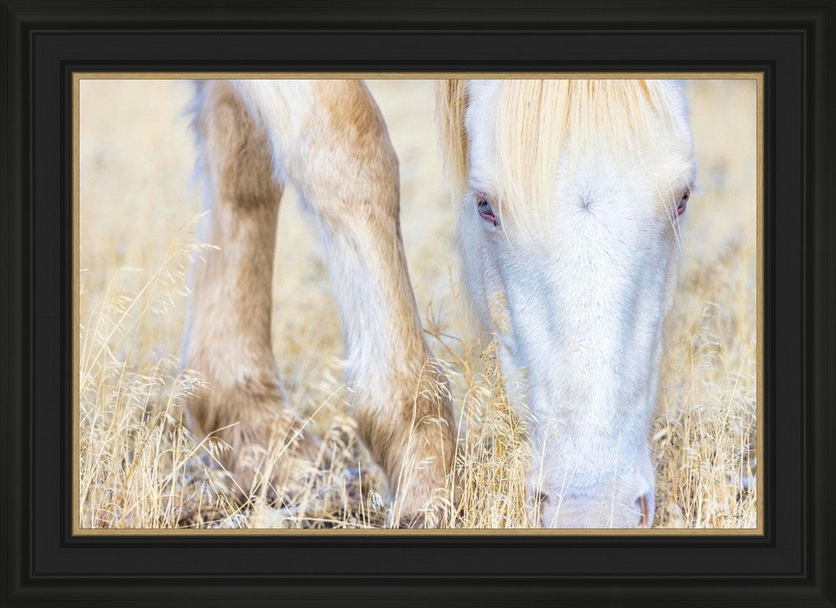 Dry Grass