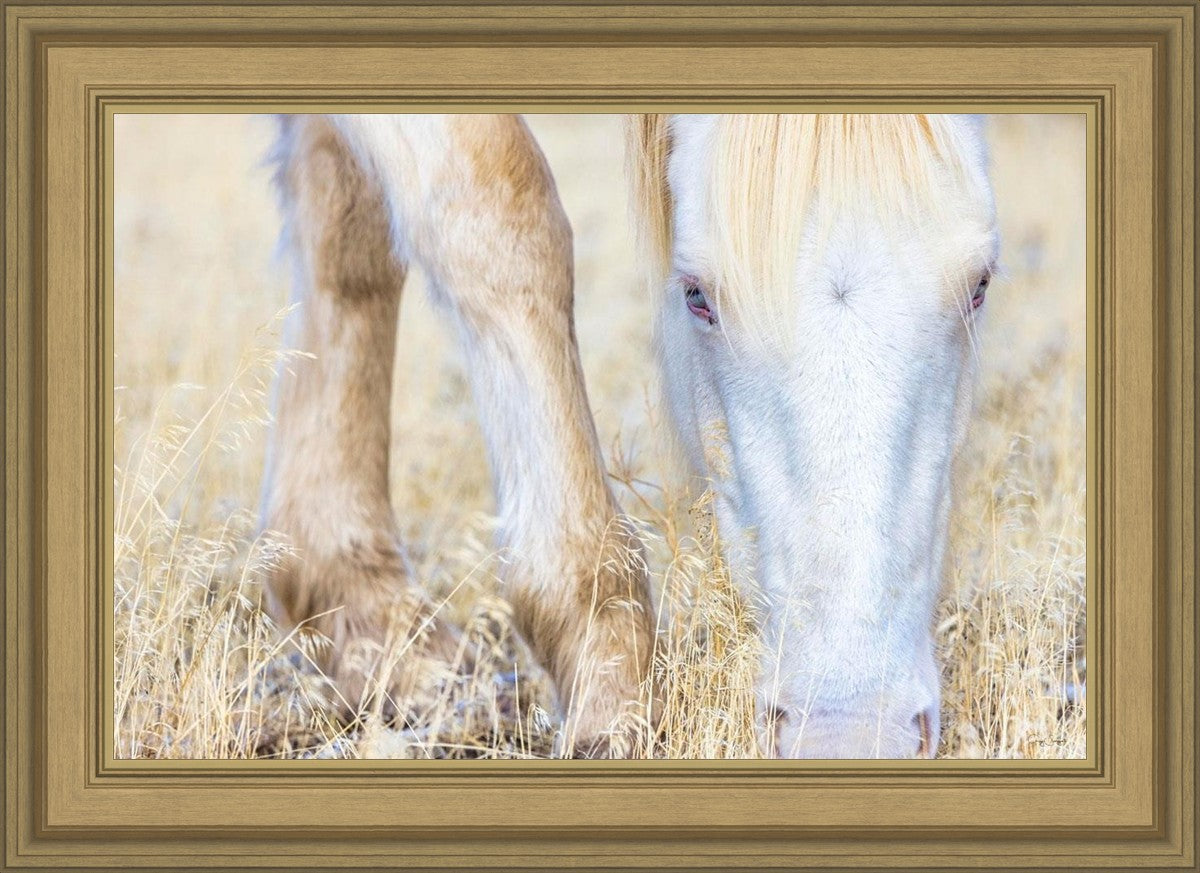 Dry Grass