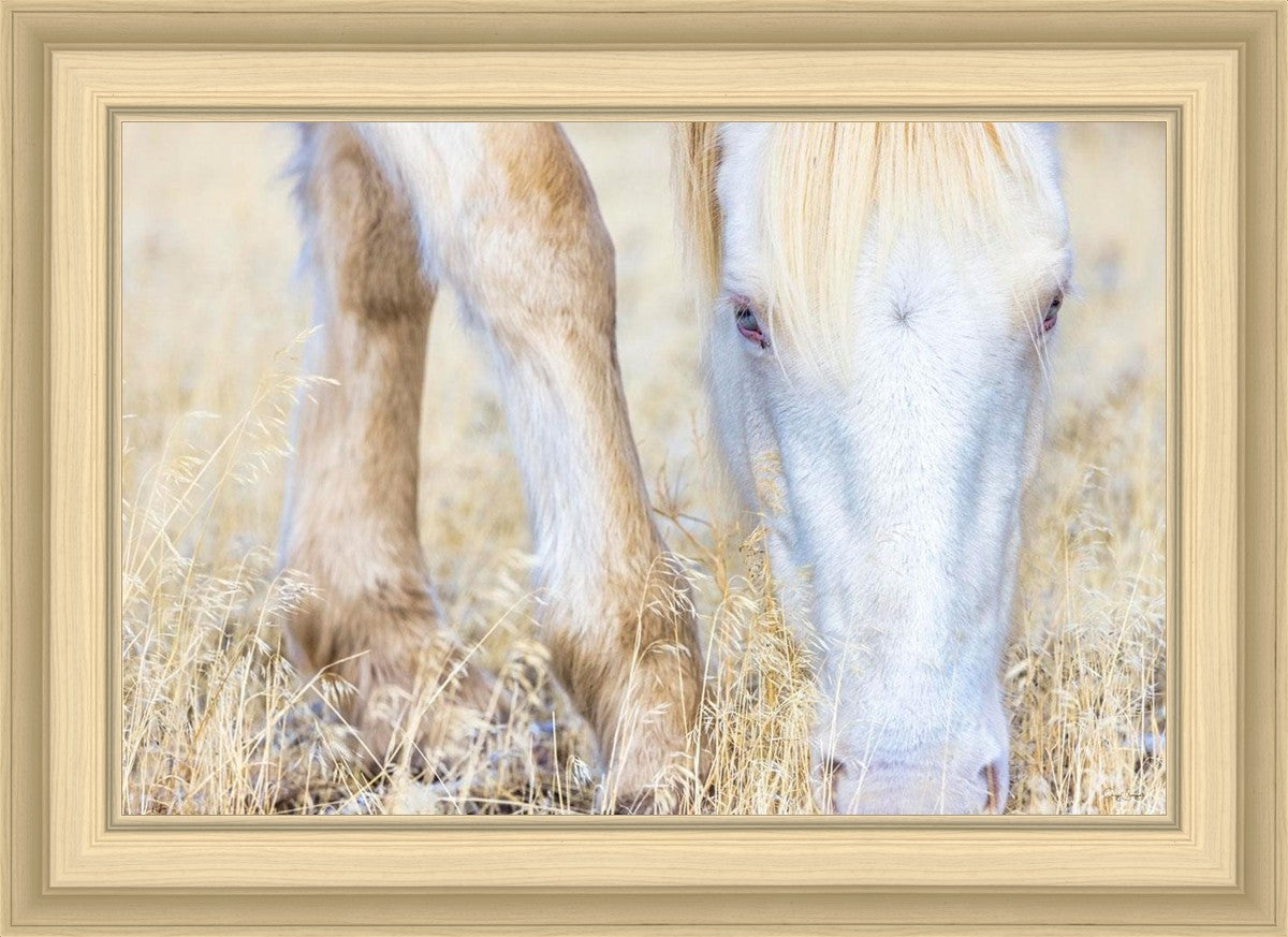 Dry Grass