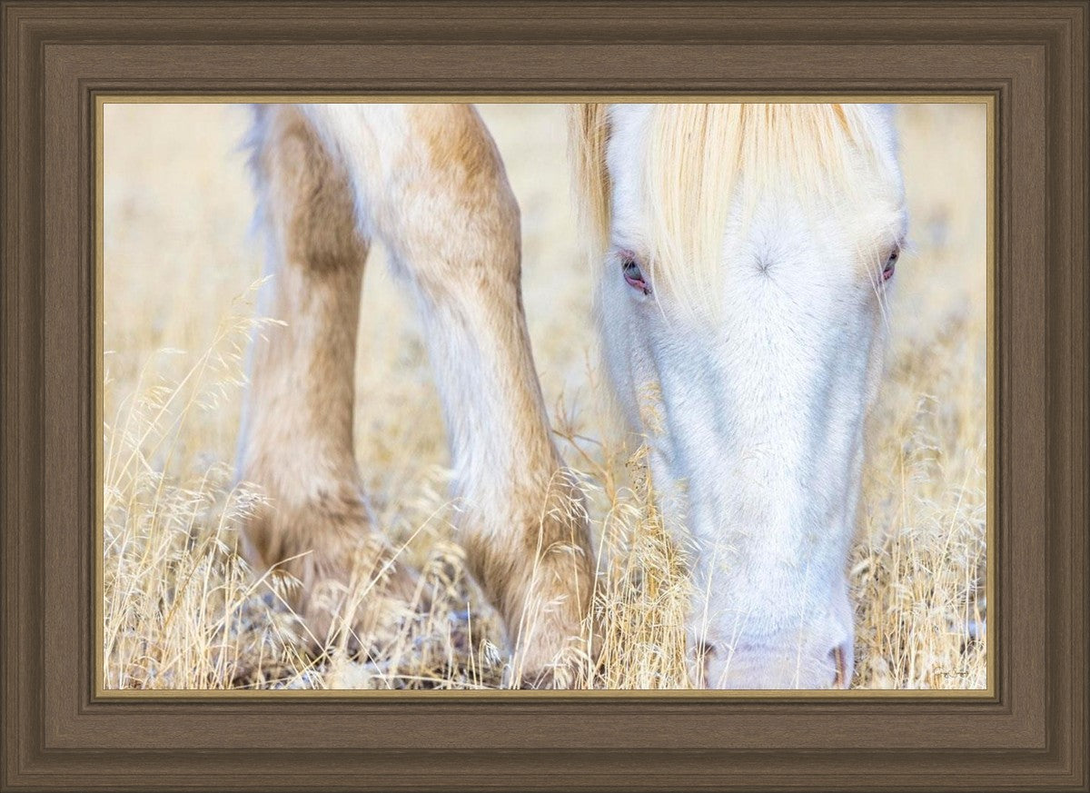 Dry Grass