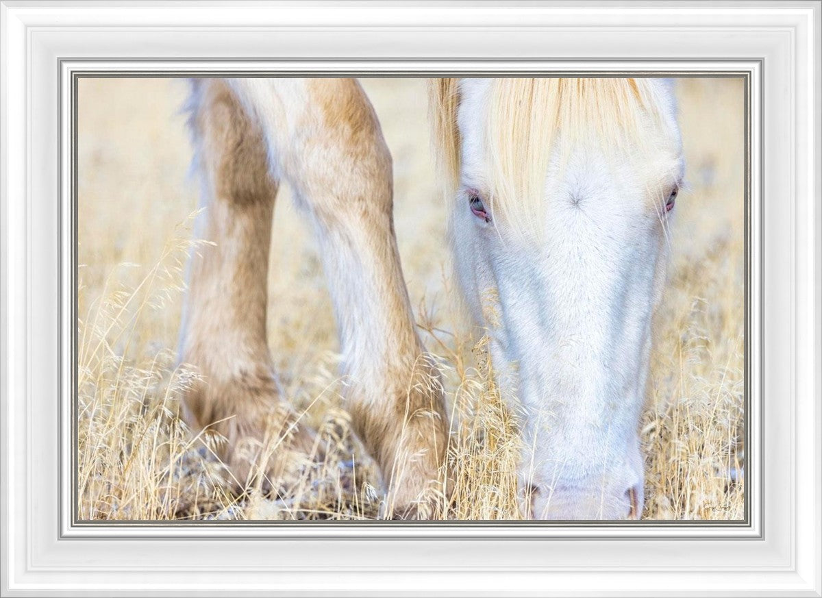 Dry Grass