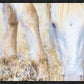 Dry Grass