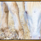 Dry Grass