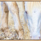 Dry Grass