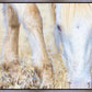 Dry Grass