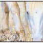 Dry Grass