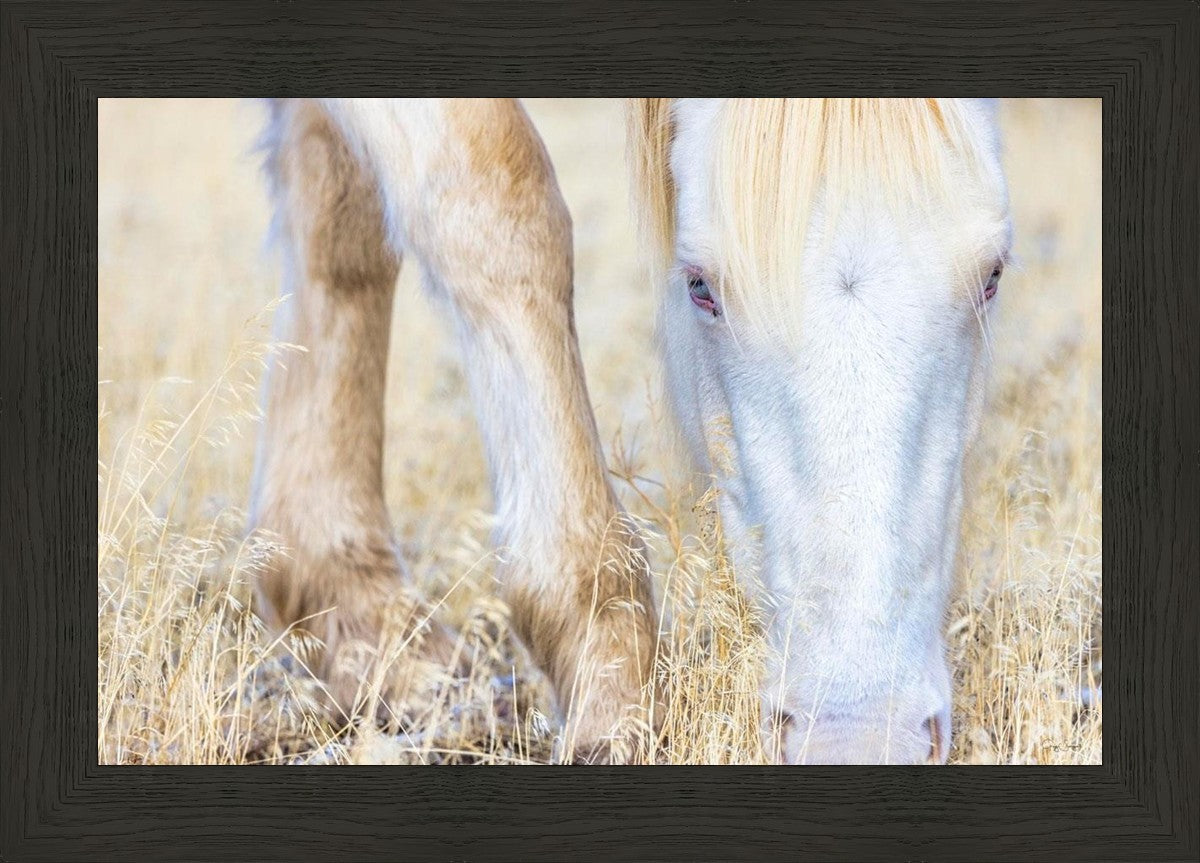 Dry Grass