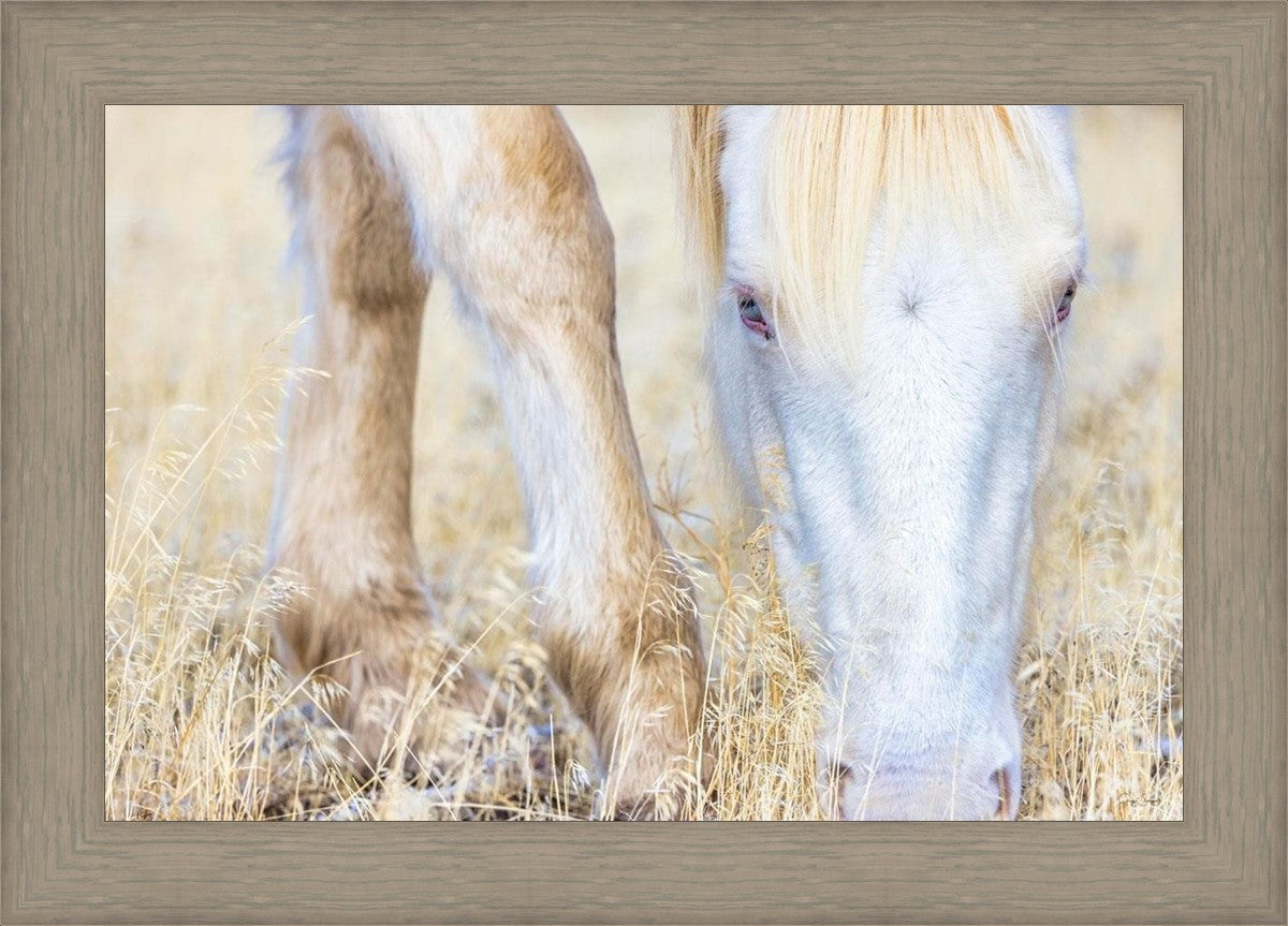 Dry Grass