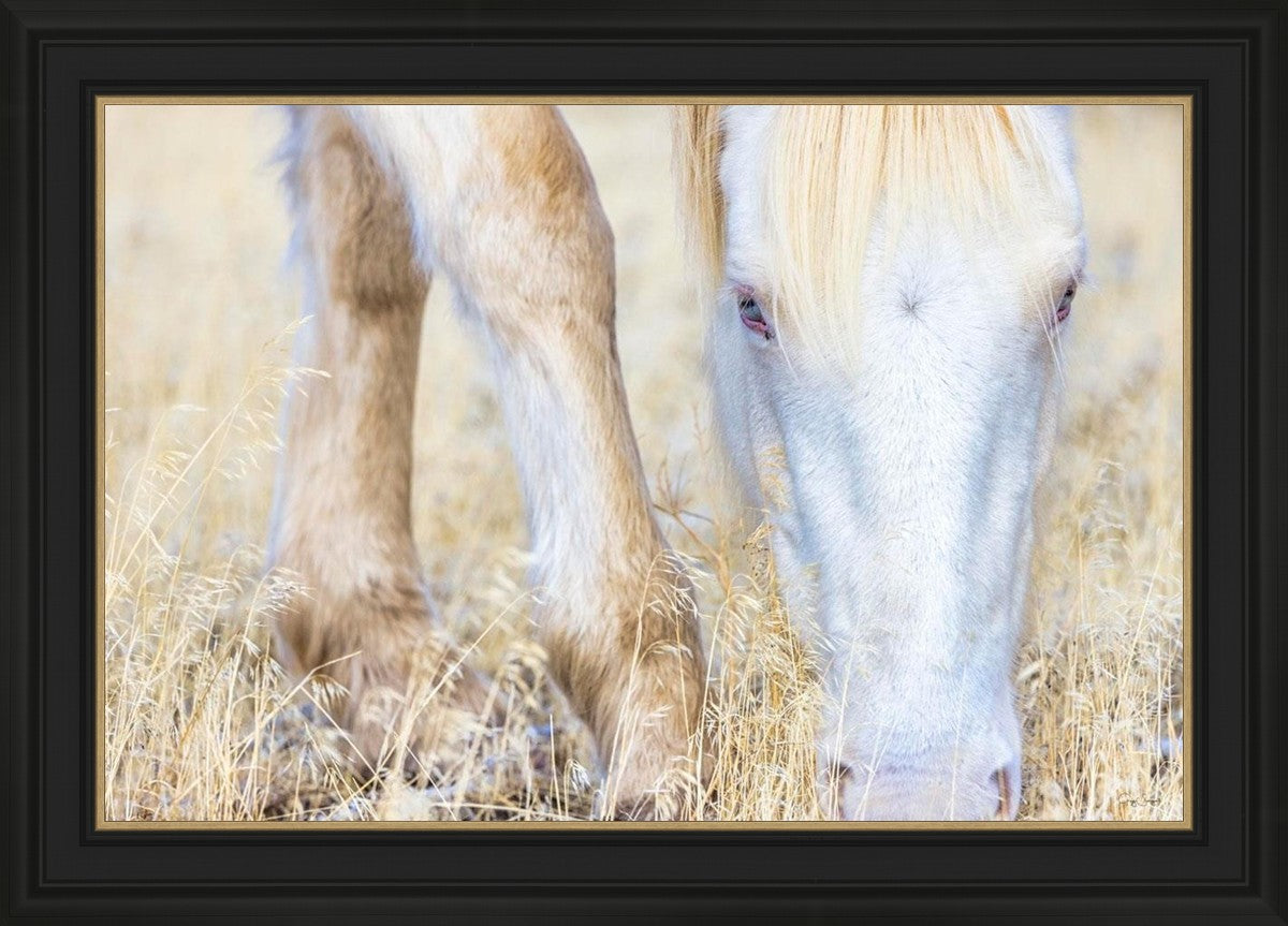 Dry Grass