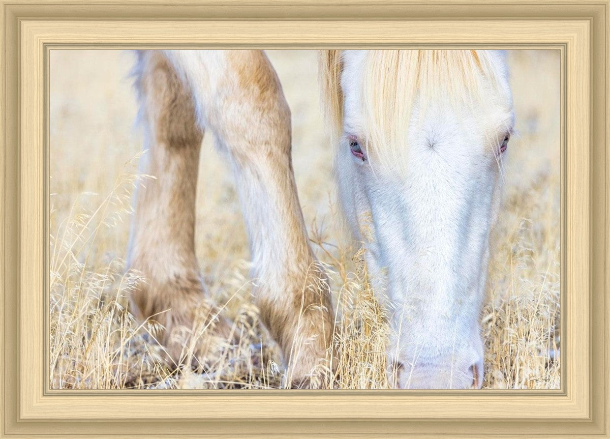 Dry Grass
