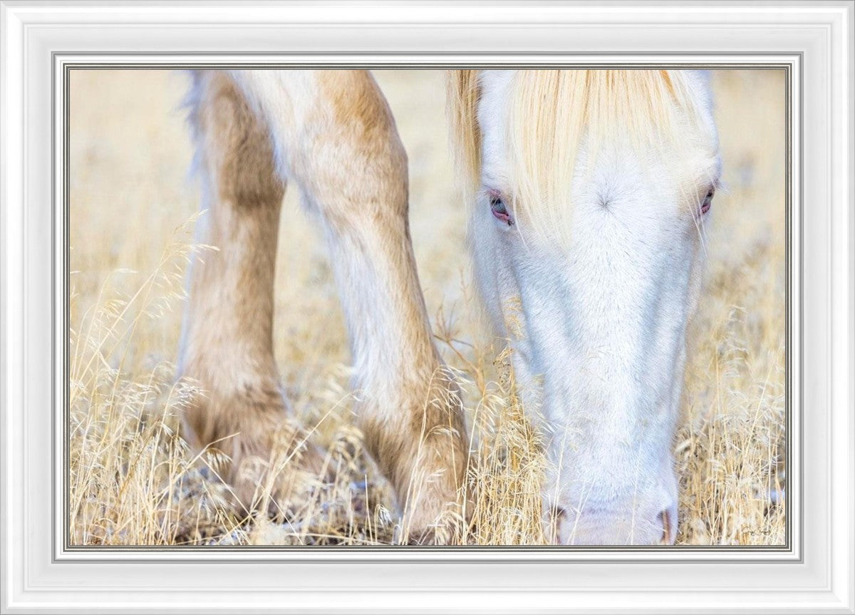 Dry Grass
