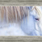 White Gypsy