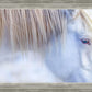 White Gypsy