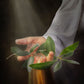 Peace I Give