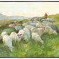 In The Care of The Shepherd