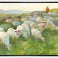 In The Care of The Shepherd