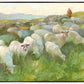 In The Care of The Shepherd