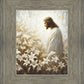 Consider The Lilies