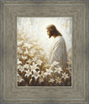 Consider The Lilies