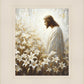 Consider The Lilies