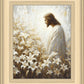 Consider The Lilies