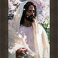 Abide
