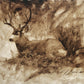 Bedded Buck