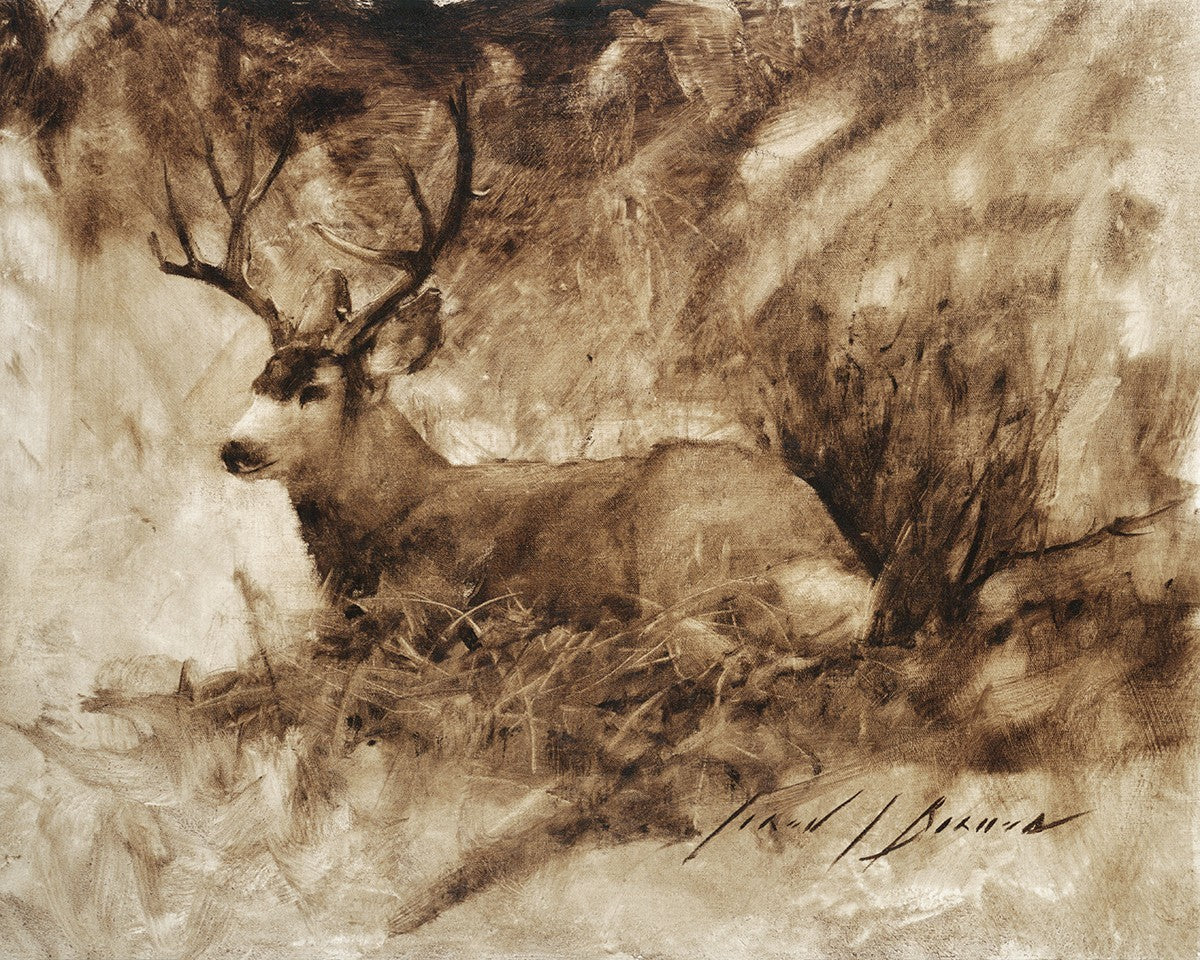 Bedded Buck Gallery Wrap