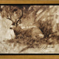 Bedded Buck