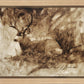 Bedded Buck
