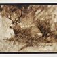 Bedded Buck