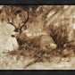 Bedded Buck