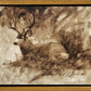 Bedded Buck