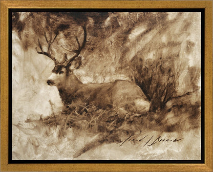 Bedded Buck